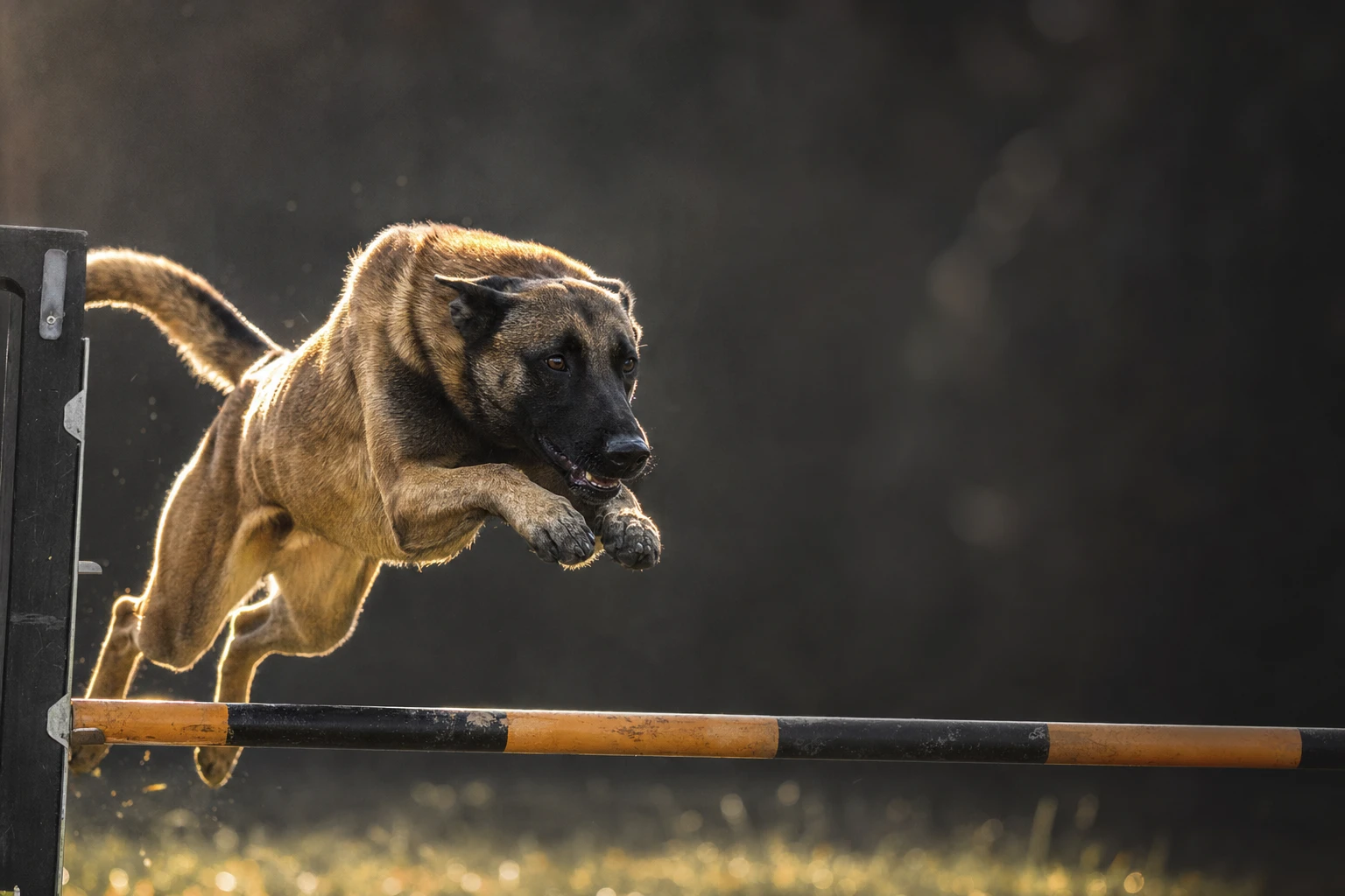 Berger Belge Malinois en plein saut d'agility au-dessus d'une barre