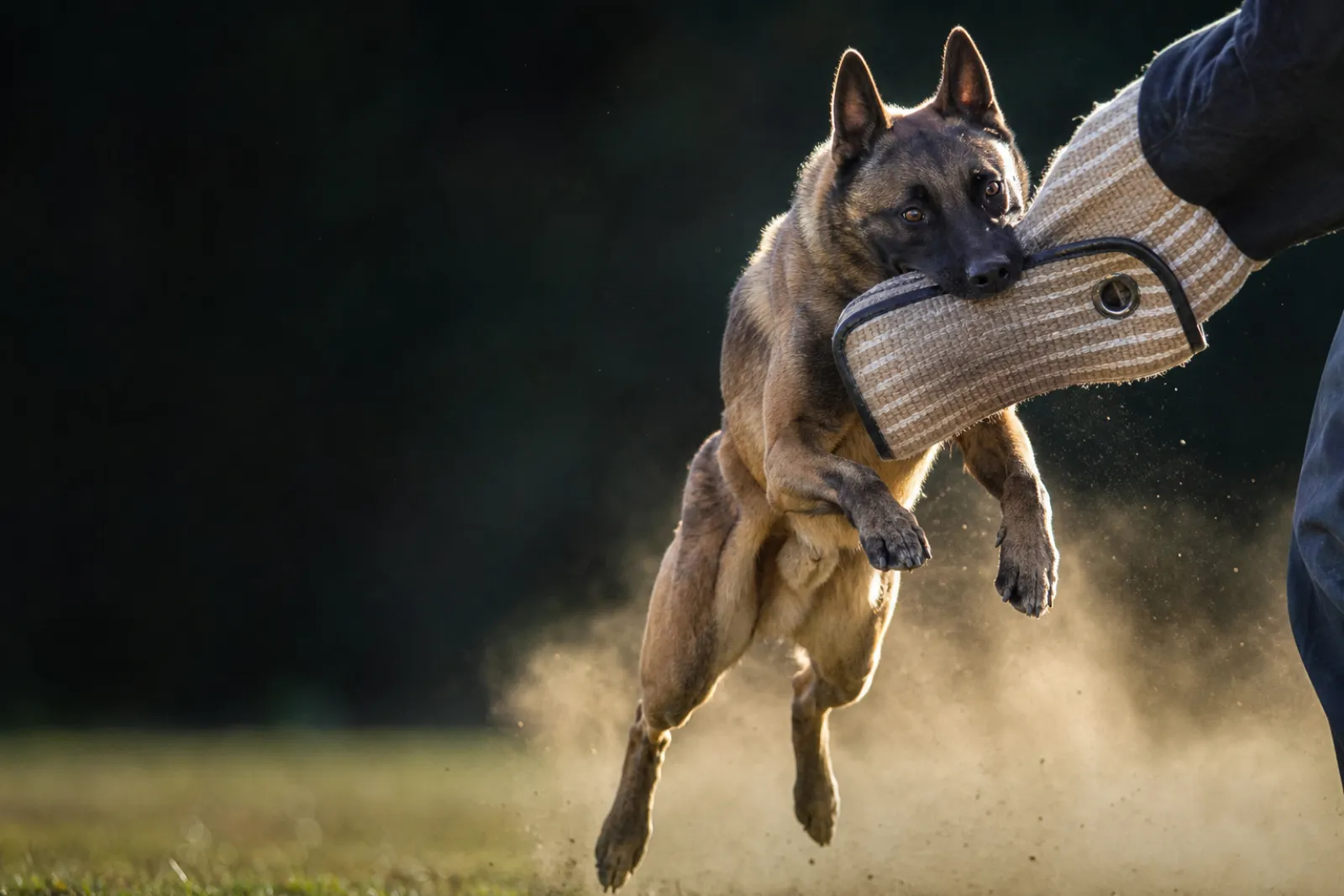 Berger Belge Malinois sur un mannequin de mordant sportif encadré