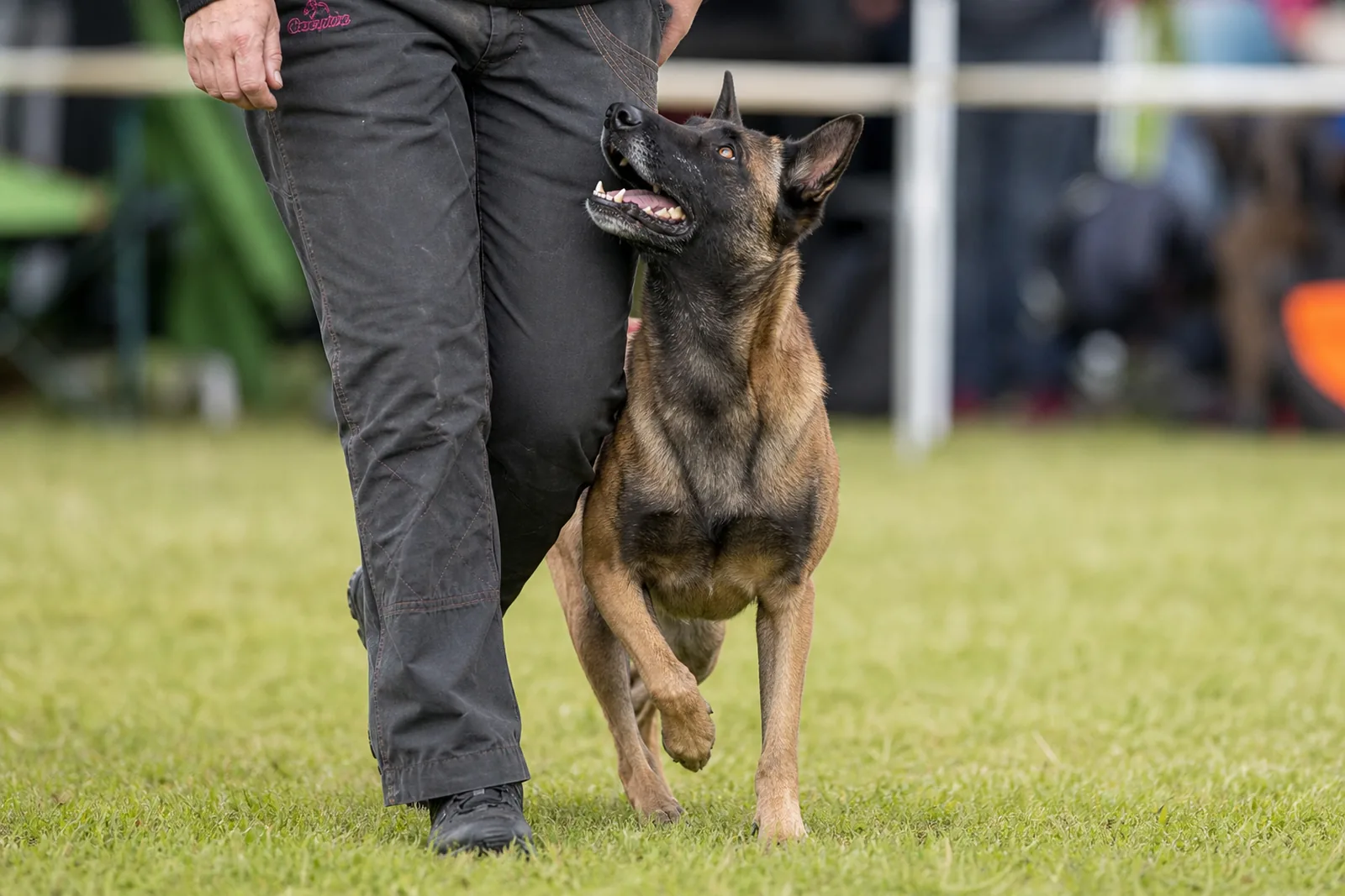 Berger Belge Malinois en obéissance, marche au pied de son maître en concours