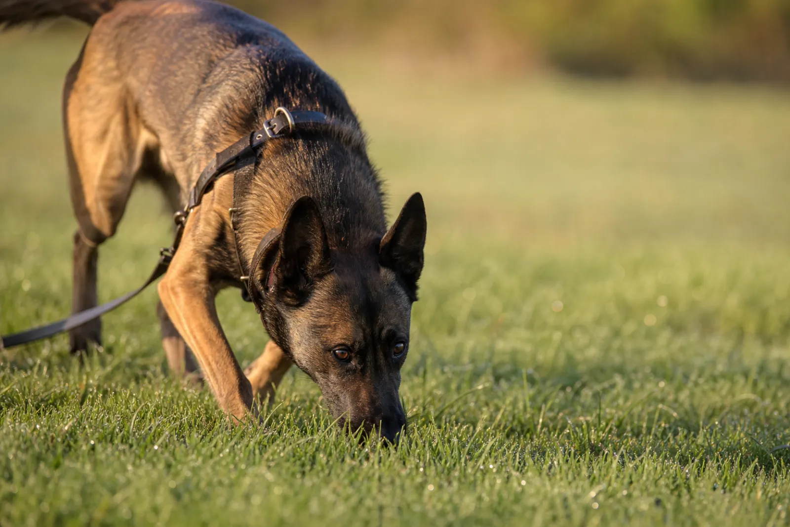 Berger Belge Malinois truffe au sol, en action de pistage sur prairie